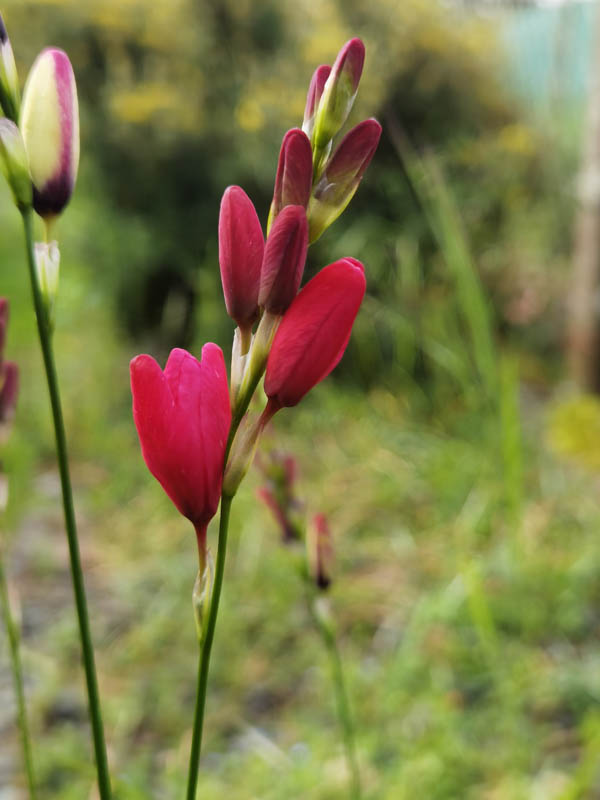 Ixia sp x hort